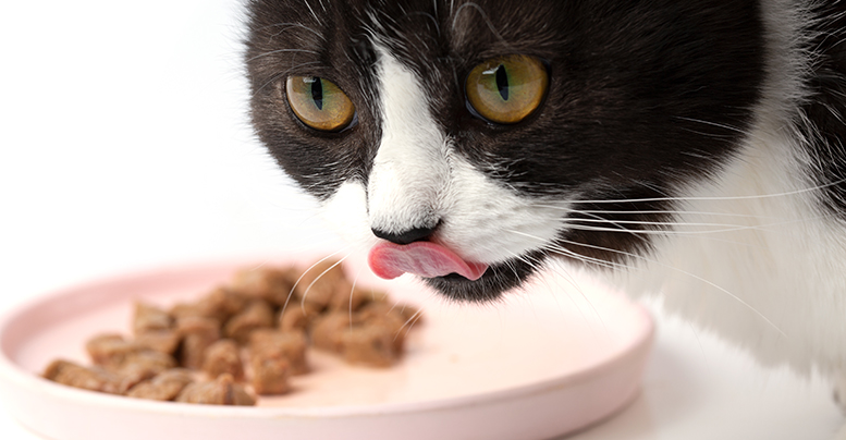 В каком кошачьем корме больше всего мяса: сухом, влажном или натуральном