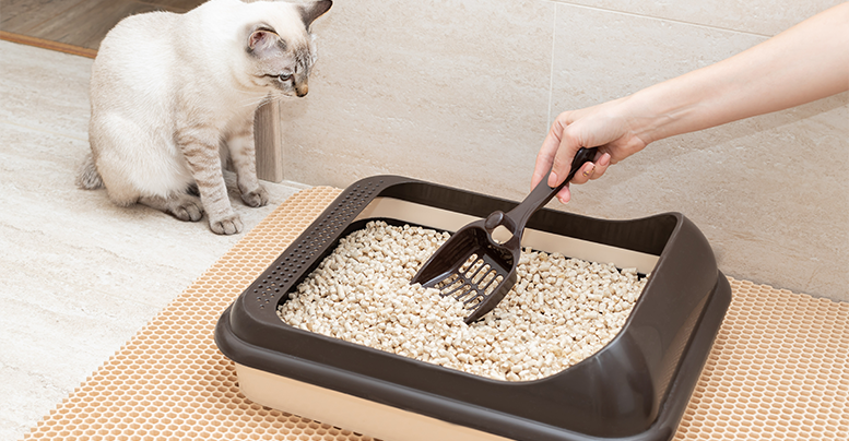 Виды наполнителей для кошачьего туалета: как сделать правильный выбор