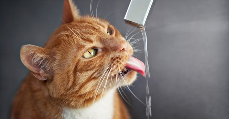 Какую воду давать кошке: качество и количество