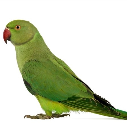 Попугай ожереловый цветной - фото 1