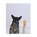 АВЗ Луговой зоошампунь инсектицидный для собак, 270 мл – интернет-магазин Ле’Муррр