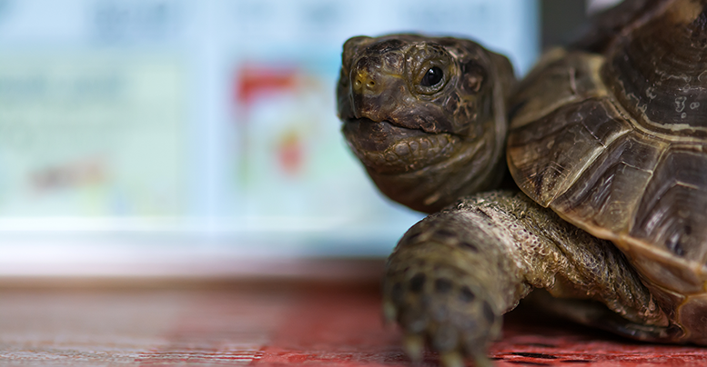 Как обустроить террариум для сухопутной черепахи: размер, грунт, лампы