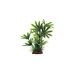 ArtUniq Bambusa green mix 15 - Бамбуза зеленая в миксе растений, 13 x 5 x 15 см – интернет-магазин Ле’Муррр