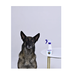 АВЗ Барс спрей инсектоакарицидный для собак, 200 мл – интернет-магазин Ле’Муррр