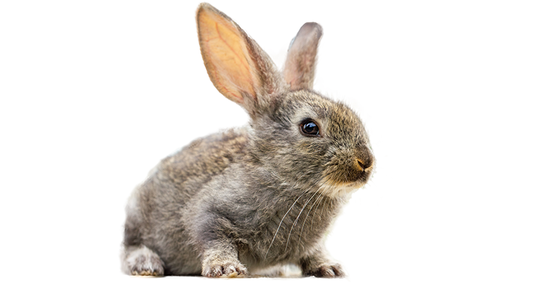 Уход и содержание декоративных кроликов домашних условиях
