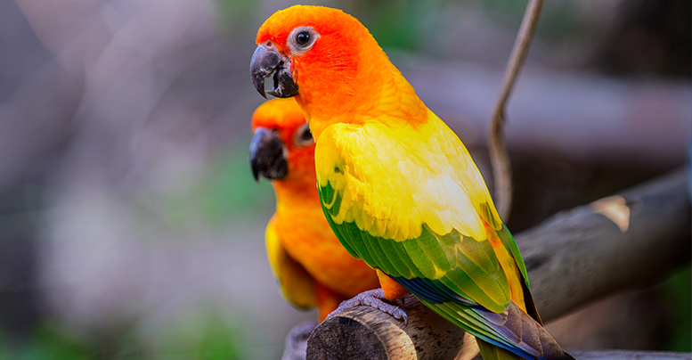 Какой корм можно давать попугаям неразлучникам 