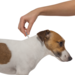 Адвантейдж® капли на холку от блох для собак от 4 до 10 кг - 1 пипетка – интернет-магазин Ле’Муррр