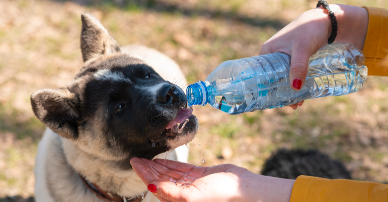 Вода для собак и щенков: сколько требуется и как правильно поить