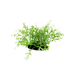 ArtUniq Искусственное растение Ротала, 10-12 см – интернет-магазин Ле’Муррр