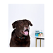 АВЗ Барс капли инсектоакарицидные для собак от 20 до 40 кг 1 пипетка/2,68мл – интернет-магазин Ле’Муррр