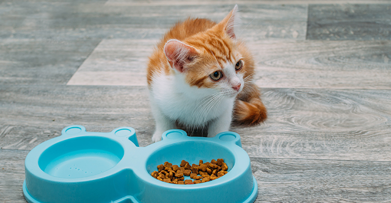 Котенок не ест сухой корм: почему, что делать, как научить