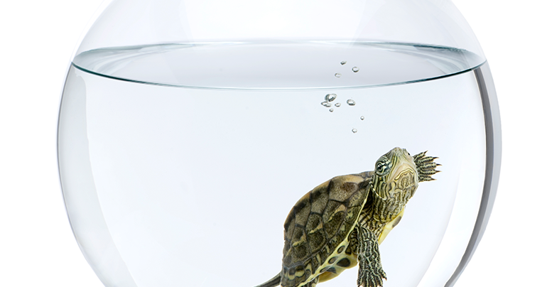 Сколько стоит аквариум для водных черепах