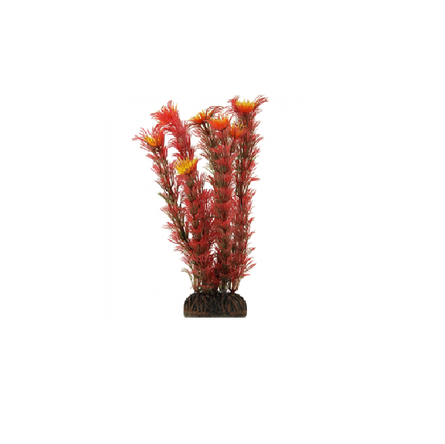 Laguna Растение красное Амбулия - фото 1
