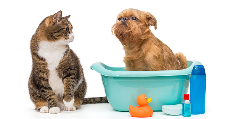 Каким шампунем мыть кошку и собаку: критерии выбора