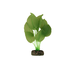 Triol Растение АНУБИАС зеленый для аквариума, блистер, 20 см – интернет-магазин Ле’Муррр