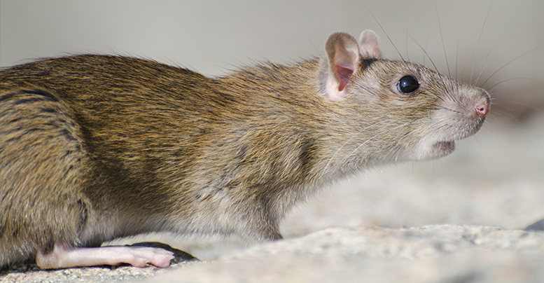Все о декоративных крысах в домашних условиях: уход, питание, корм,  наполнитель