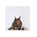 АВЗ Барс капли инсектоакарицидные для кошек от 5 до 10 кг 2 пипетки/0,5 мл – интернет-магазин Ле’Муррр