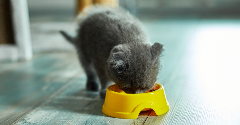 Сухой корм для котят: какой лучше выбрать, топ, списки по качеству