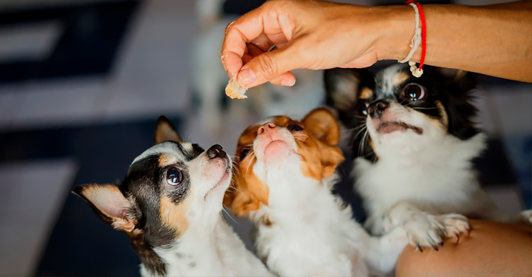 Вакцинация щенков и взрослых собак: правила, график прививок