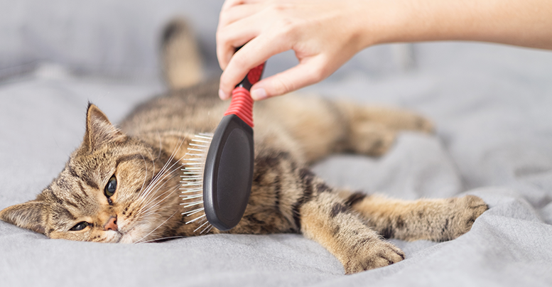Как правильно вычесывать кошку с длинной и короткой шерстью