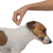 Адвантейдж® капли на холку от блох для щенков и собак до 4 кг - 4 пипетки – интернет-магазин Ле’Муррр