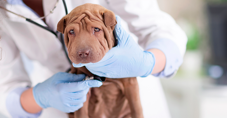 Аллергия у собак: виды, причины, симптомы, лечение