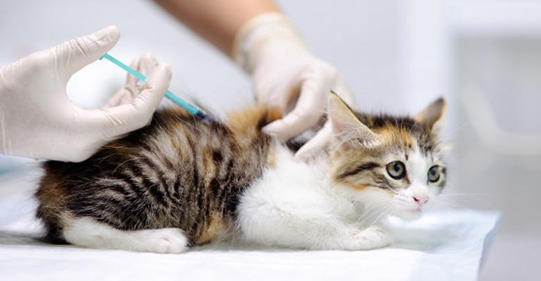 прививка кошкам комплексная раз в год