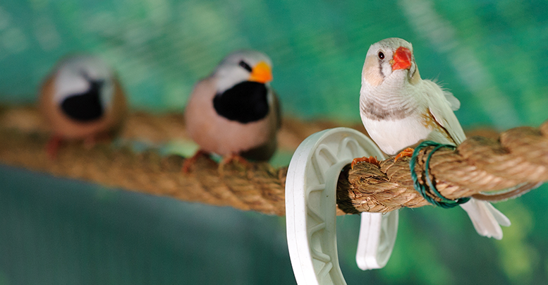 Экзотические птички амадины: сколько живут, что едят, как ухаживать дома