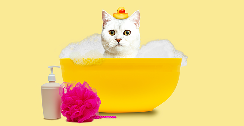 можно ли кошку мыть обычным шампунем для волос