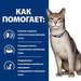 Сухой диетический корм для кошек Hill's Prescription Diet k/d при хронической болезни почек – интернет-магазин Ле’Муррр