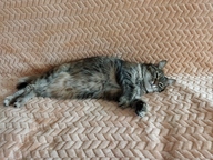 Пользовательская фотография №1 к отзыву на Селафорт Капли на холку для кошек весом от 2,6 до 7,5 кг, 1х0,75 мл