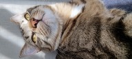 Пользовательская фотография №1 к отзыву на Сухой корм Pro Plan® для здоровья шерсти и кожи взрослых кошек (с высоким содержанием лосося)