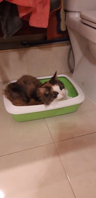 Пользовательская фотография №1 к отзыву на Catsan Впитывающий глиняный наполнитель для кошек (антибактериальный)
