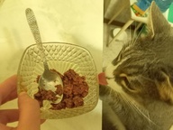 Пользовательская фотография №5 к отзыву на NUTRI PLAN Тунец ИНТЕСТИНАЛ и УРИНАРИ в собственном соку для кошек