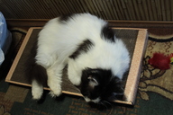 Пользовательская фотография №1 к отзыву на Когтедралка домашняя когтеточка для кошек, картон