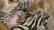 Пользовательская фотография №1 к отзыву на Royal Canin Sphynx Kitten сухой корм для котят породы сфинкс