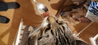 Пользовательская фотография №9 к отзыву на MYFOODIE Пауч паштет для кошек и котят, с тунцом, коровьим молозивом, рыбьим жиром 