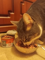 Пользовательская фотография №3 к отзыву на NUTRI PLAN ДИЕТА и СУСТАВЫ тунец в собственном соку для кошек 