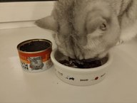 Пользовательская фотография №2 к отзыву на NUTRI PLAN ДИЕТА и СУСТАВЫ тунец в собственном соку для кошек 