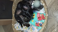 Пользовательская фотография №3 к отзыву на MYFOODIE Пауч паштет для собак, с говядиной и малиной 