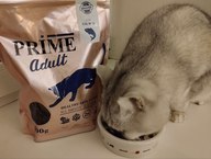 Пользовательская фотография №1 к отзыву на PRIME ADULT HEALTHY SKIN&COAT Сухой корм для кошек здоровая кожа и шерсть, с лососем
