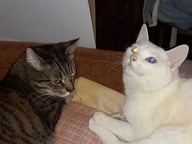 Пользовательская фотография №1 к отзыву на Когтедралка домашняя когтеточка для кошек, картон