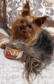 Пользовательская фотография №1 к отзыву на Farmina N&D MINI Консервы для собак мелких пород, перепел с тыквой 