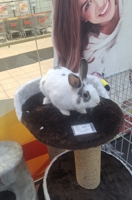 Пользовательская фотография №1 к отзыву на PINNY PM Полнорационный корм для карликовых кроликов с морковью, горохом, свеклой, 0,8 кг