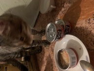 Пользовательская фотография №1 к отзыву на INABA ТОРОМИ для кошек в бульоне куриное филе и тунец магуро со вкусом гребешка