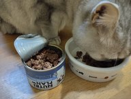 Пользовательская фотография №2 к отзыву на NUTRI PLAN Тунец ИММУНИТЕТ и УРИНАРИ в собственном соку для кошек 