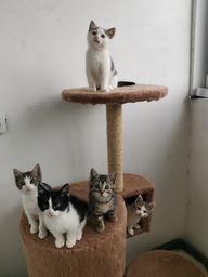 Пользовательская фотография №3 к отзыву на Иванки Комплекс с когтеточками и домиком-лабиринтом для кошек, сизаль