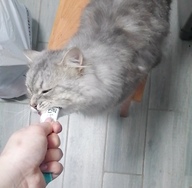 Пользовательская фотография №2 к отзыву на NUTRI PLAN Лакомство для кошек, пюре с тунцом 