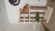 Пользовательская фотография №3 к отзыву на Saival Комплекс для кошек Лунд , 5 этажей, белый/салатовый, джут