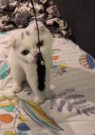 Пользовательская фотография №1 к отзыву на GoSi Игрушка для кошек Хвостик на веревке